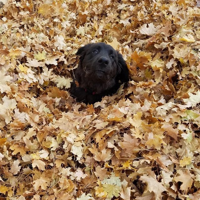 Dog sinking into pile of leaves.
