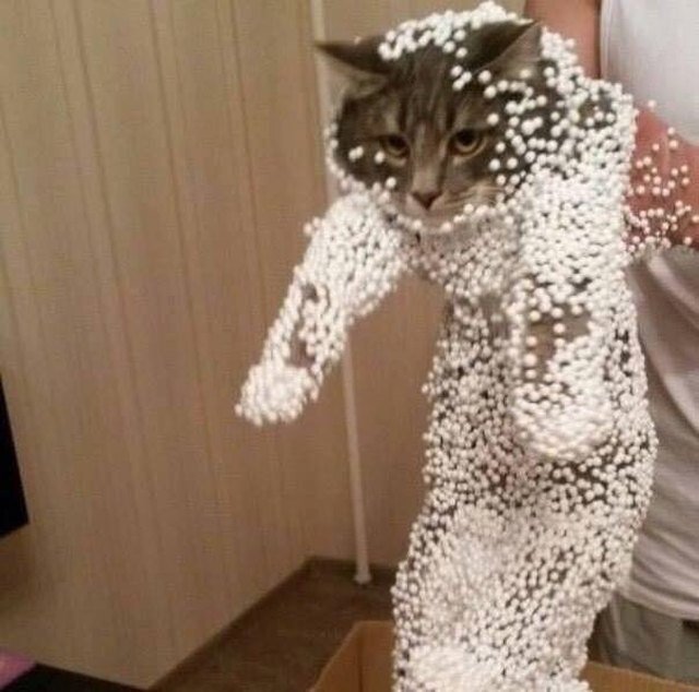 Cat covered in polystyrene stuffing.