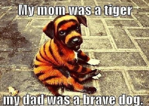 Image of puppy dog colored like a tiger with words saying my mom was a tiger my dad was a brave dog
