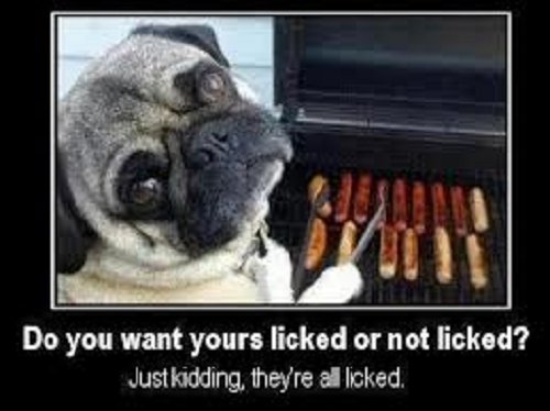 Dog meme with pug saying Do you want yours licked or not licked
