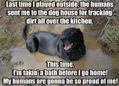 Image, dog saying last time I was outside the humans sent me to the dog house