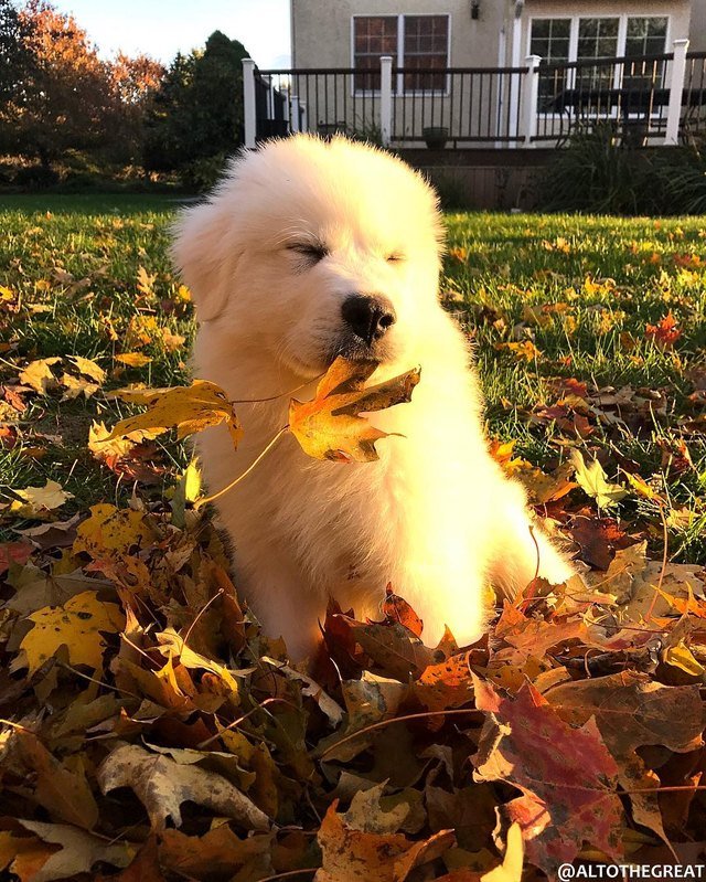 Puppy sitting in leaves.