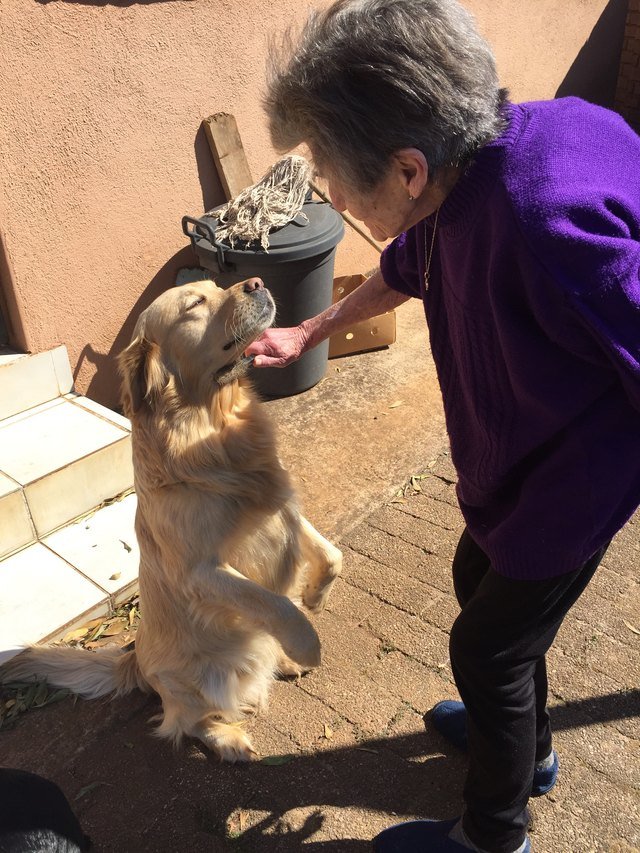 Dog getting brushed by an elderly woman
