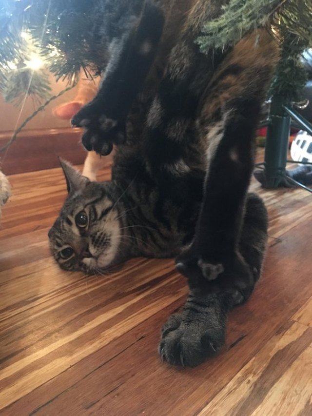 Cat falling out of Christmas tree