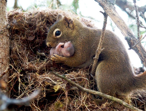 naturefiles.wordpress.com fig-1-gorrell-red-squirrel