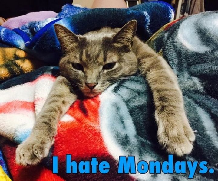 Top 65 Monday Memes - 