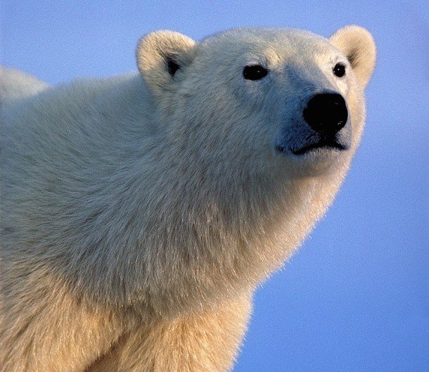 www.bear.org polar_bear