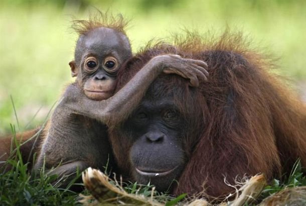 25 Tender Photographs Of The Beautiful Bond Between Animals And Their Babies
