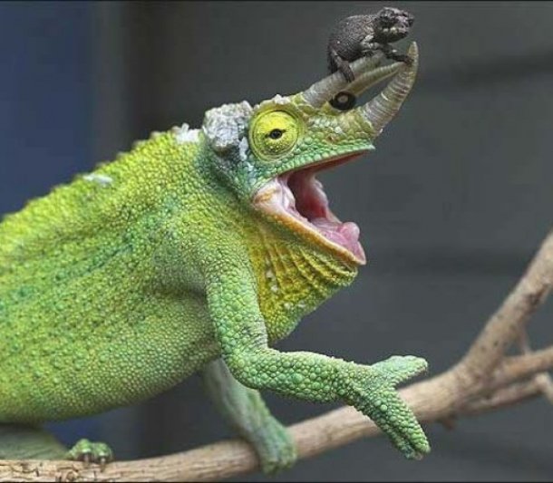 www.cutestpaw.com l-Dad-and-Baby-Chameleon