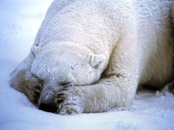 www.gopixpic.com polar-bear-sleeping_666_600x450