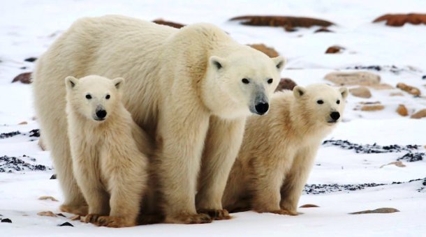 www.nathab.com Polar-Bears-Tundra-Lodge-7-bear-cubs