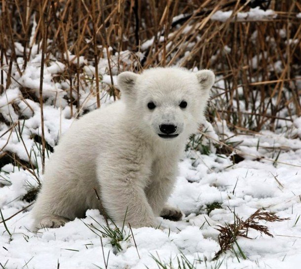 www.pageresource.com polar-bear-baby_185931