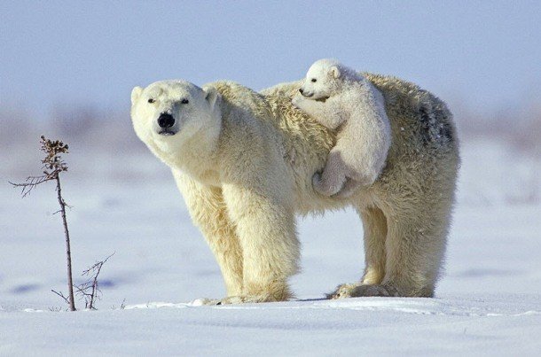 www.tehcute.com baby-polar-bear-is-hiching-a-ride-on-his-mom-big