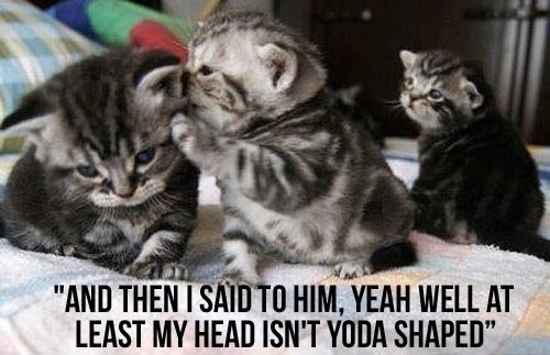 yoda head_tn