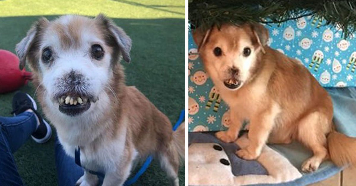 abandoned dog rescued.jpg?resize=412,232 - Ce chien abandonné qui a perdu son nez est maintenant en lice pour l'adoption