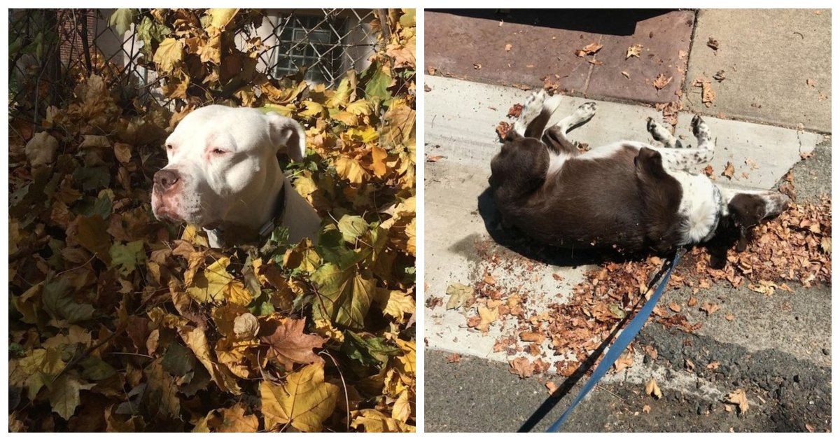 autumn1.jpg?resize=412,232 - 22 Dogs Who Are So Flipping Excited About Fall Leaves