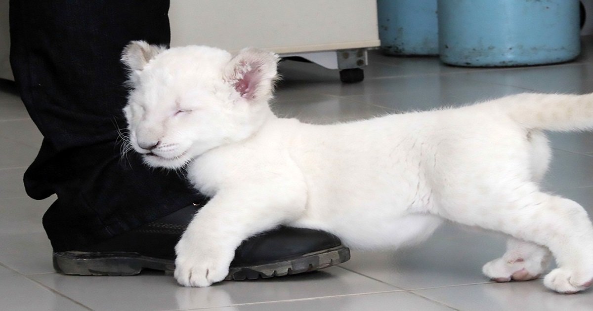 c3 5.jpg?resize=1200,630 - Ce lionceau blanc très rare est né dans un zoo mexicain