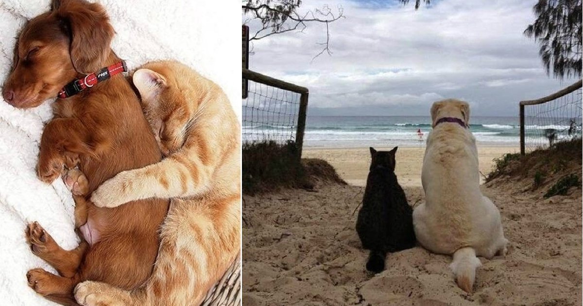 cats and dogs.jpg?resize=1200,630 - 15+ Adorable Photos Of Cats Who Fell In Love With Dogs