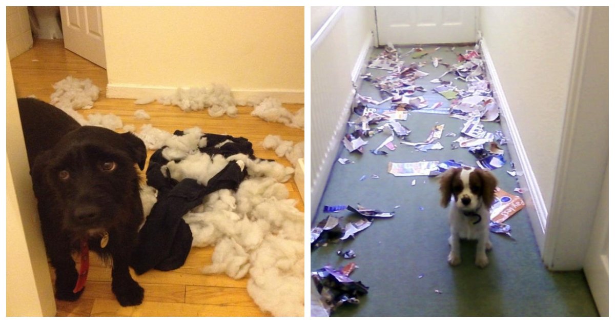 caught1.jpg?resize=1200,630 - 15 Guilty Dogs Who Were Caught in the Act by Their Humans and It’s Hilarious