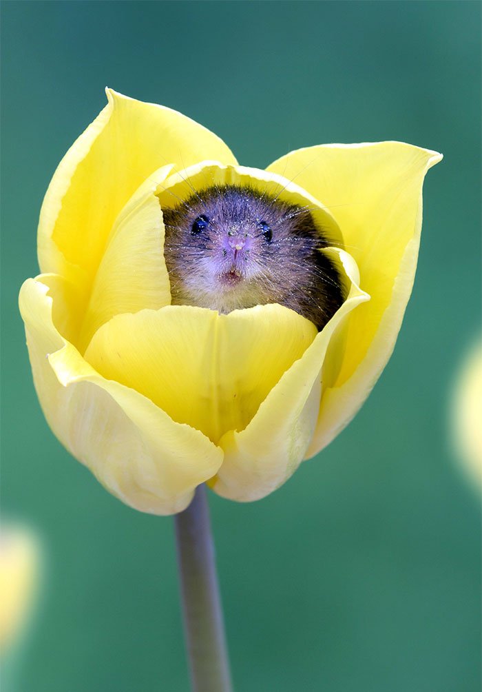 cute harvest mice in tulips miles herbert 4 5ad0977cdbf5f  7.jpg?resize=1200,630 - Ces rats des moissons nichés dans des tulipes sont la chose la plus adorable que vous verrez aujourd'hui