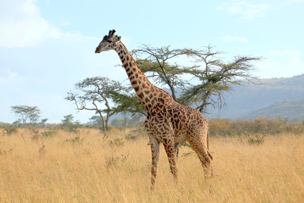 depositphotos 13700327 m 2015.jpg?resize=1200,630 - Les girafes ont été ajoutées à la liste des animaux menacés d'extinction.