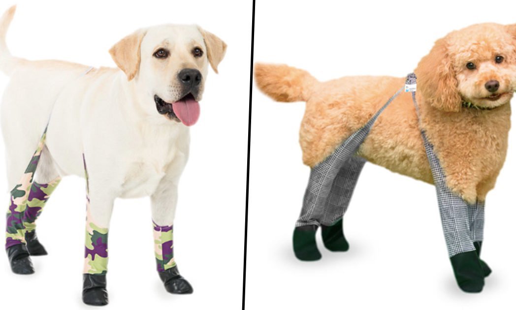 dog leggings fb 1048x630.jpg?resize=1200,630 - Ces leggings garderont les pattes de votre chien au chaud pendant l'hiver.