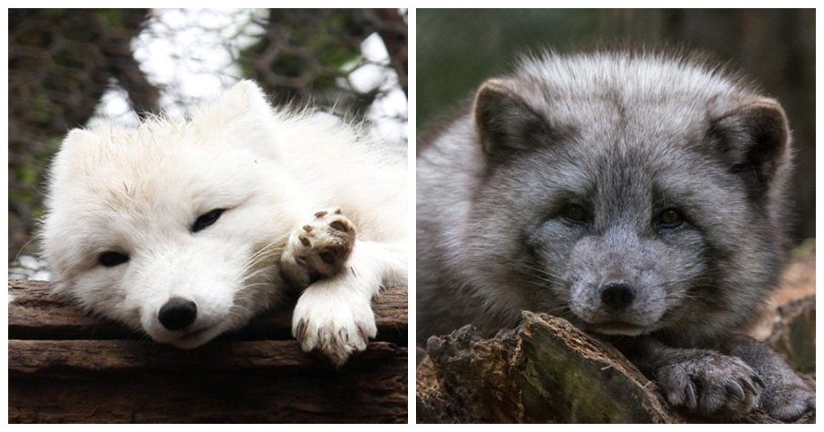 25 Little Known Facts About Arctic Foxes - Small Joys