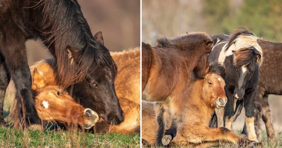 horses6.png?resize=1200,630 - Un troupeau de chevaux sauvages se rassemble autour d'un étalon tombé au sol et tentent de le ramener à la vie