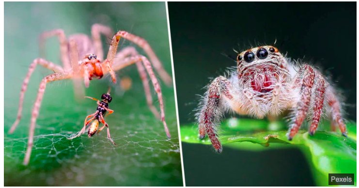 img 5c1a6355d72c9.png?resize=1200,630 - Si les araignées travaillaient ensemble, elles pourraient tous nous manger en un an.