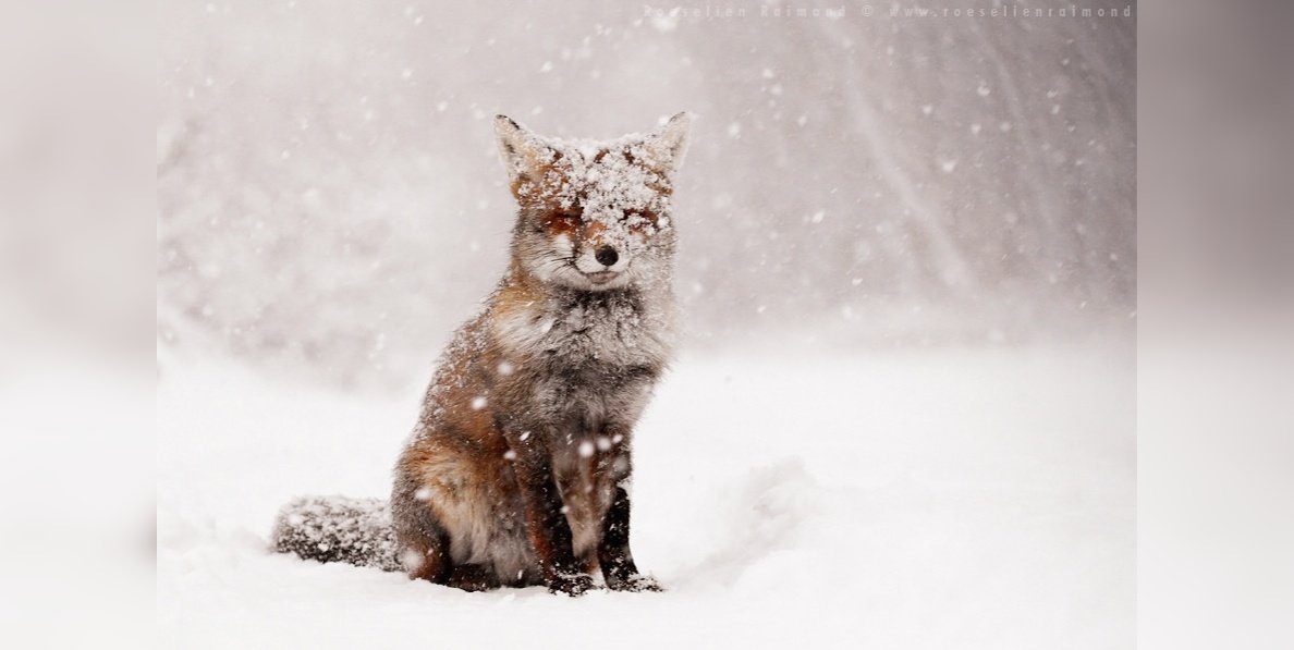 imgonline com ua frameblurred ni193f2h20z5.jpg?resize=412,232 - Look At These Cute Foxes Saying a Hearty Goodbye to Winter