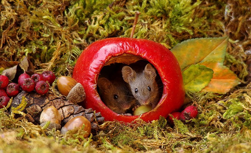 miniature mice family house simon dell 50.jpg?resize=1200,630 - Ce photographe a découvert une famille de souris dans son jardin. Il leur construit un incroyable village.