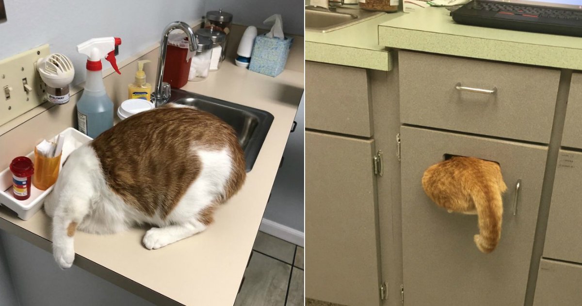 no vet.jpg?resize=1200,630 - Une personne partage des photos de son chat qui se cache chez le vétérinaire. Peu de temps après, d'autres personnes partagent elles aussi leurs expériences hilarantes