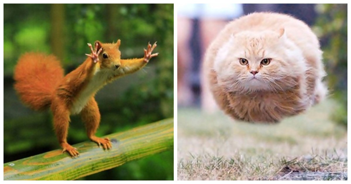 perfect.jpg?resize=412,232 - 25 Perfectly Timed And Hilarious Animal Pictures