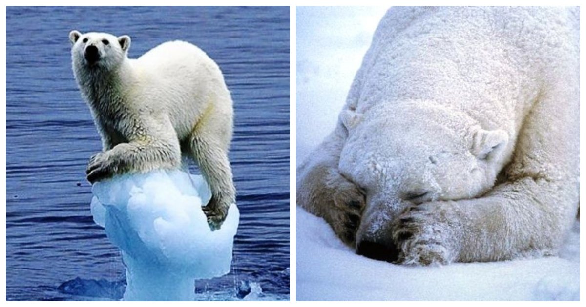 polar.jpg?resize=412,232 - 25 Fascinating Little Known Facts About Polar Bears