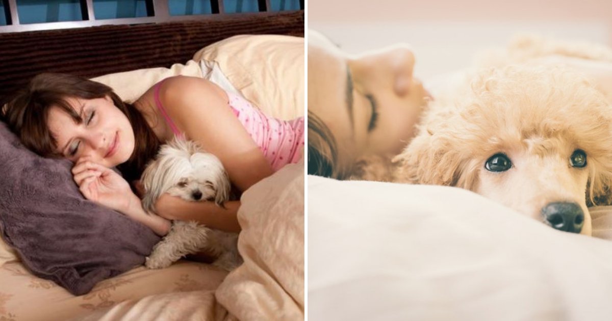 pooch5.png?resize=1200,630 - Une étude révèle que les femmes ont un meilleur sommeil à côté d'un chien qu'aux côtés de leur partenaire