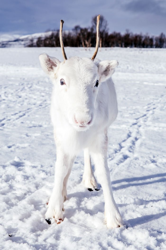 rare white baby reindeer norway 2 5c05356601eb0  700.jpg?resize=1200,630 - Ce photographe rencontre un bébé renne blanc extrêmement rare lors d'une randonnée en Norvège