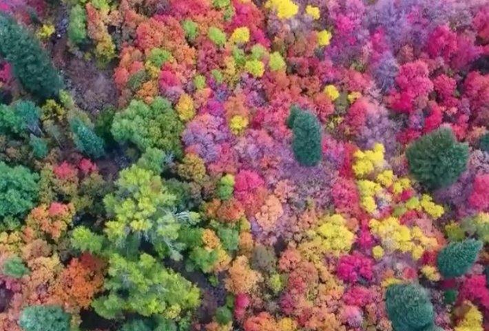 screen shot 2018 12 13 at 5 59 37 pm.png?resize=412,275 - 「原來大自然是這種色～」網友用空拍機拍下「超不真實」的森林美景