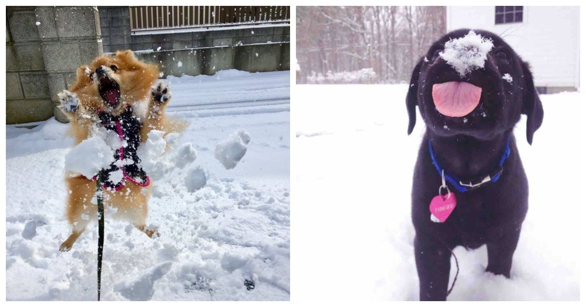 snow 1.jpg?resize=412,232 - 20 Dogs Who Love Snow So Flipping Much