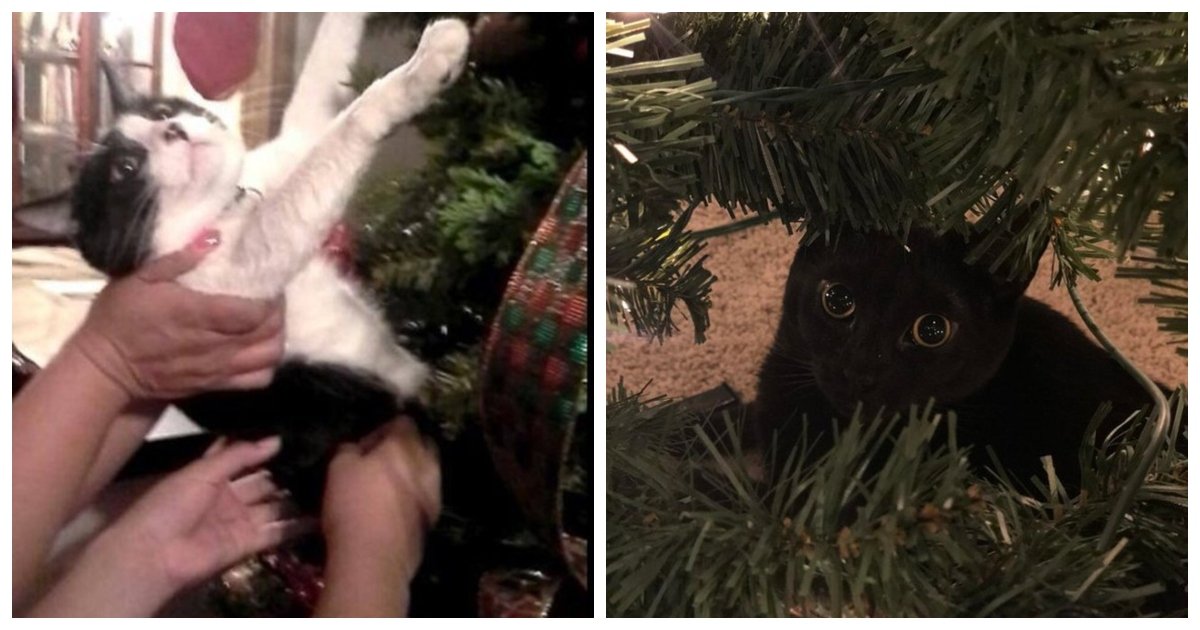 tree.jpg?resize=1200,630 - 22 Cats Who Are Definitely Going To Destroy That Christmas Tree