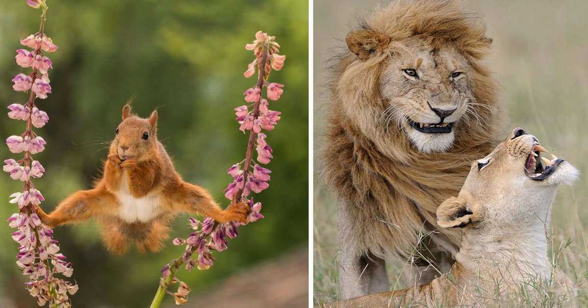 untitled 1 17.jpg?resize=1200,630 - Les photos les plus drôles d'animaux sauvages de 2018 dévoilées, elles vont vous étonner !