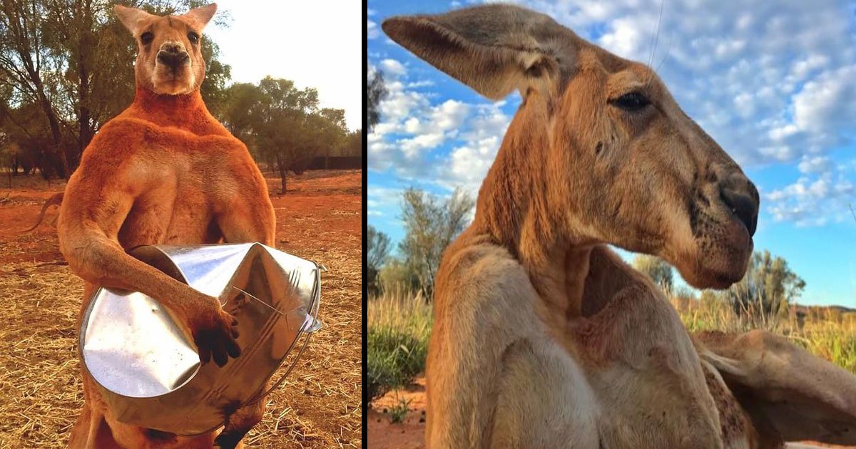 untitled 1 22.jpg?resize=1200,630 - Le kangourou musclé qui a fait la une de la presse internationale pour son physique impressionnant est mort à l'âge de 12 ans