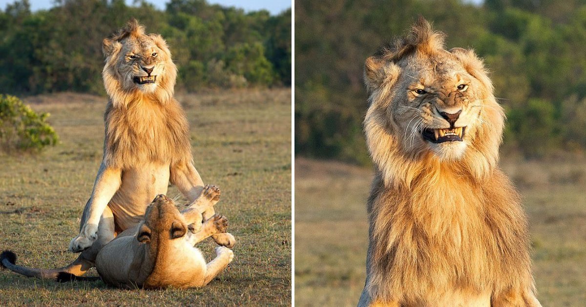 untitled design 7 1.png?resize=1200,630 - Ce lion photographié en train de s'accoupler a l'air très satisfait