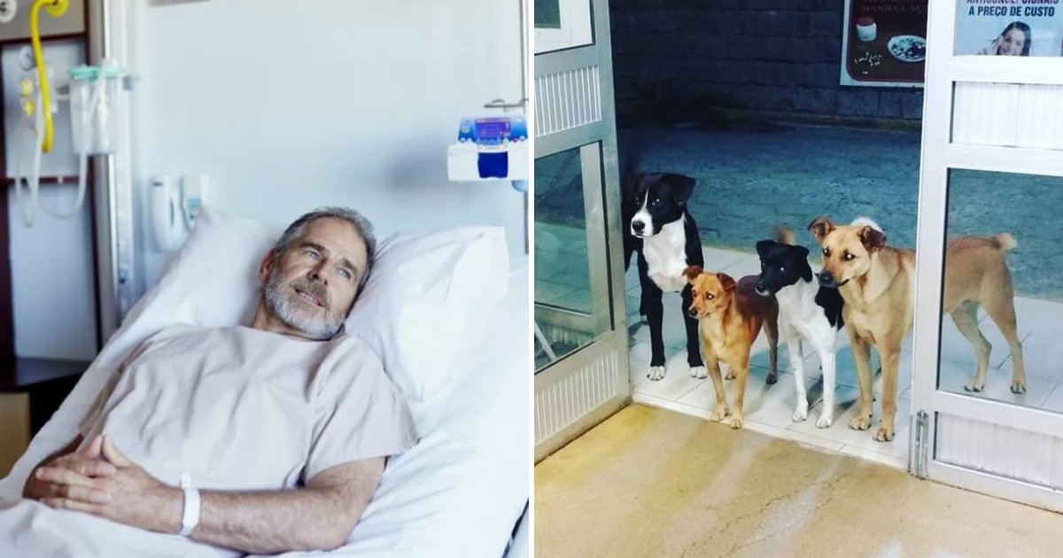 untitled design 79.png?resize=412,232 - Des chiens loyaux attendent patiemment leur propriétaire sans-abri après son admission à l'hôpital