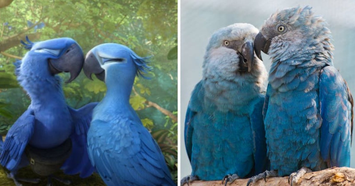 untitled design 98.png?resize=1200,630 - Le perroquet bleu Macaw apparu dans le film 'Rio' est maintenant une espèce éteinte
