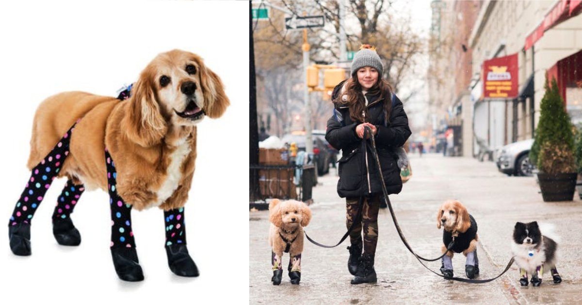 y3 10.png?resize=412,275 - These Winter Leggings Are Going to be Your Dog's Best Friend This Season