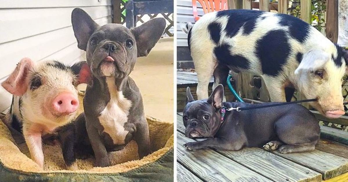 3 24.jpg?resize=412,232 - 30+ Sweet Before and After Pics of Animals Who’ve Grown Up Together