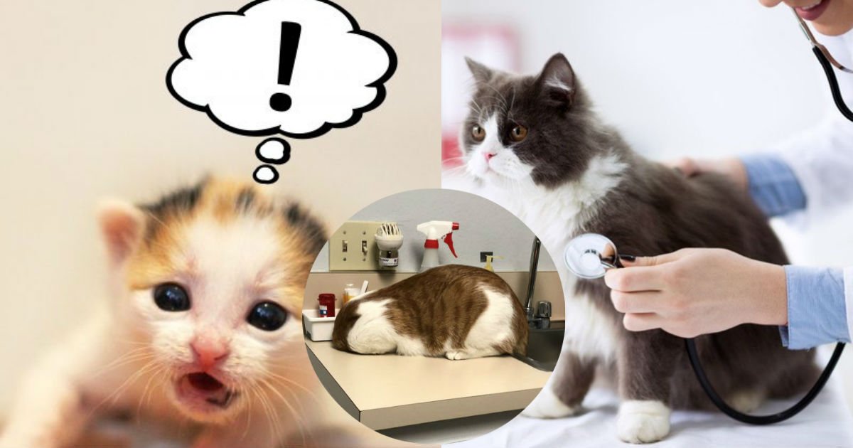 4 13.jpg?resize=1200,630 - 【爆笑】自分が動物病院にいることに気づいた猫の行動が面白すぎる!!