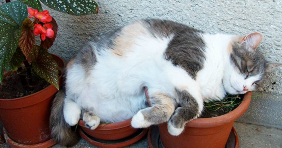 5 14.jpg?resize=1200,630 - 27 Cats That Seem to Think They Are Actually Plants