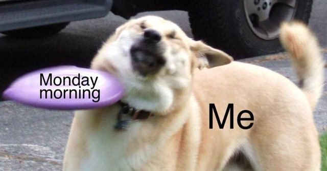 7e1e8ec57ae54885bbef916cb093a575 e1556255437620.jpg?resize=1200,630 - 20 Dog Memes That Are Deeply Relatable