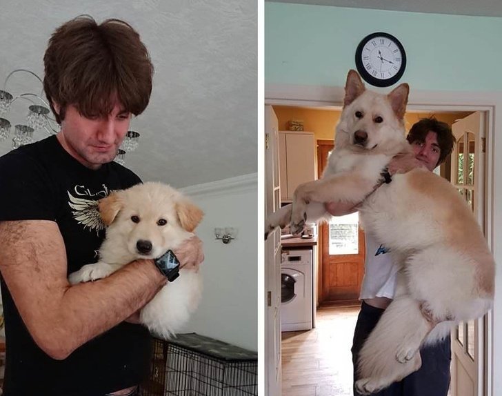20 Touching Photos of Grown-Up Puppies That Prove Time Runs Way Too Fast